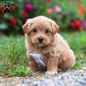 Tommy, Maltipoo Puppy